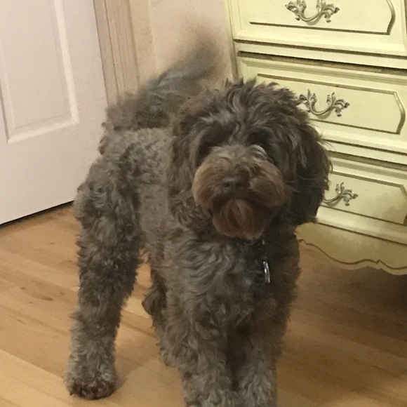 Meet your Posher, Shanna - Picture 4 of 4